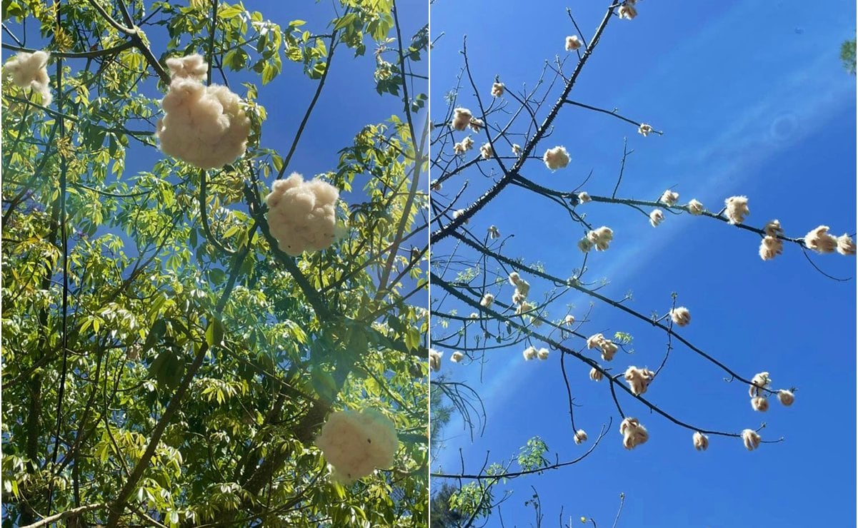 El tesoro oculto de la Alameda: el enigmático árbol de algodón de San Luis Potosí